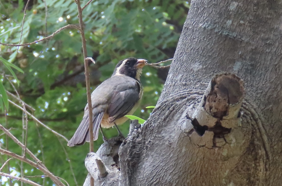 Golden-billed Saltator - ML646414948