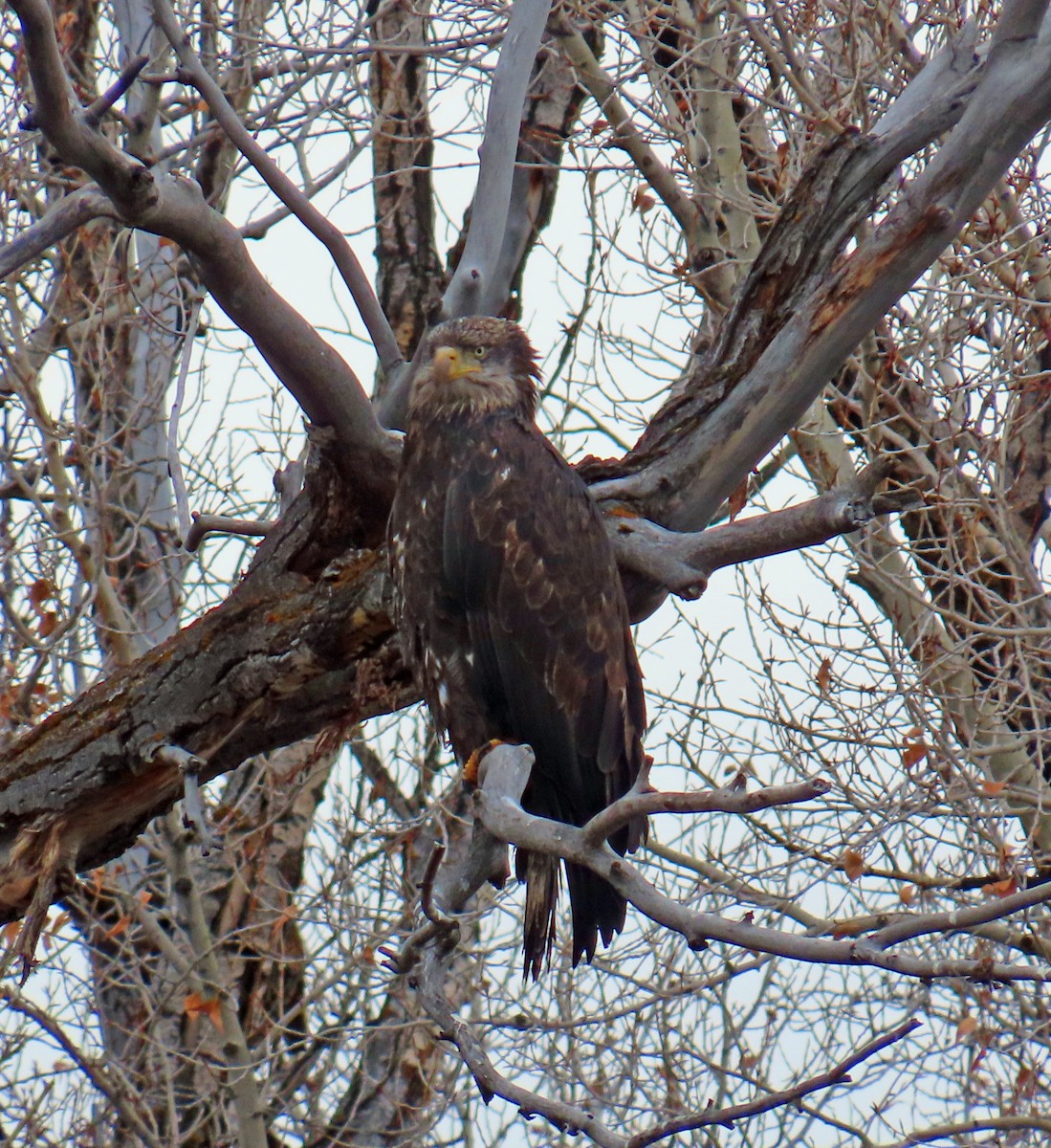 Bald Eagle - ML646414949