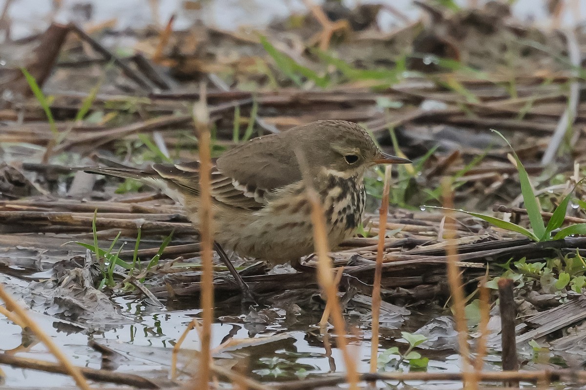 American Pipit - ML646414953