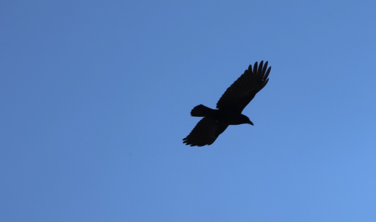 American Crow - ML646414958