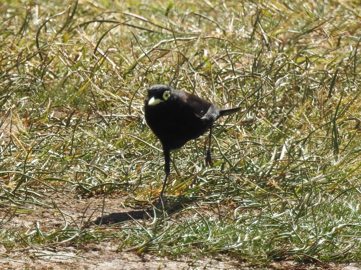 Spectacled Tyrant - ML646414961