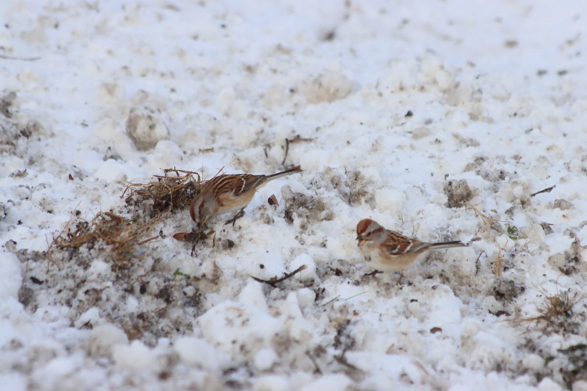 Пасовник північний - ML646414962