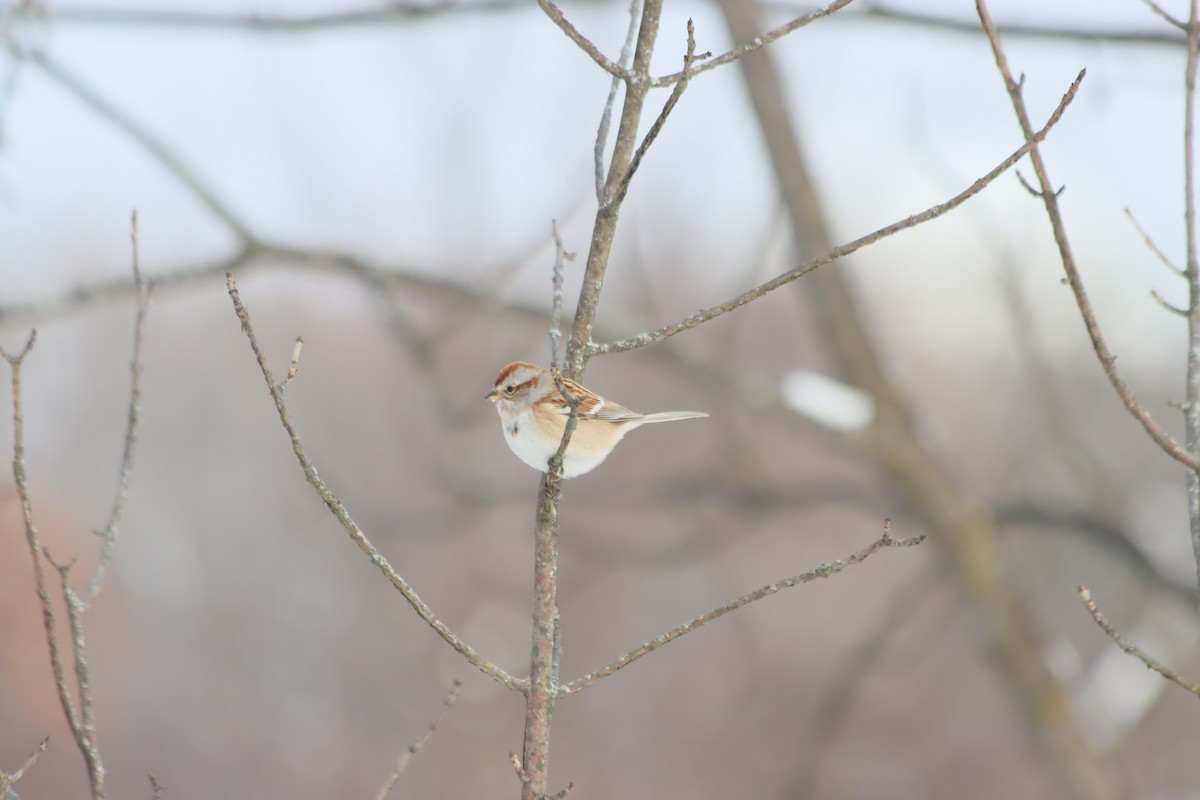 Пасовник північний - ML646414963