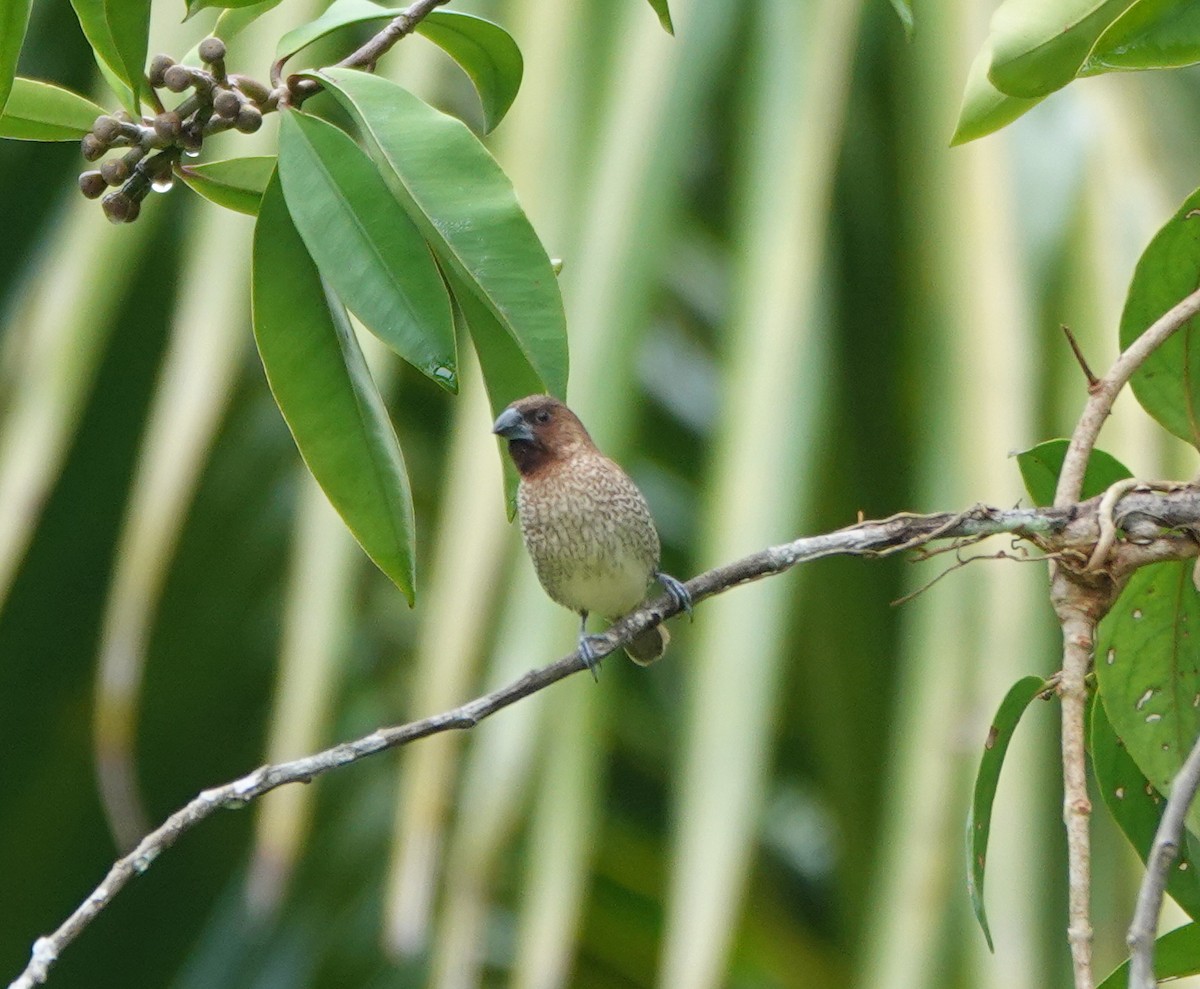 Scaly-breasted Munia - ML646414969