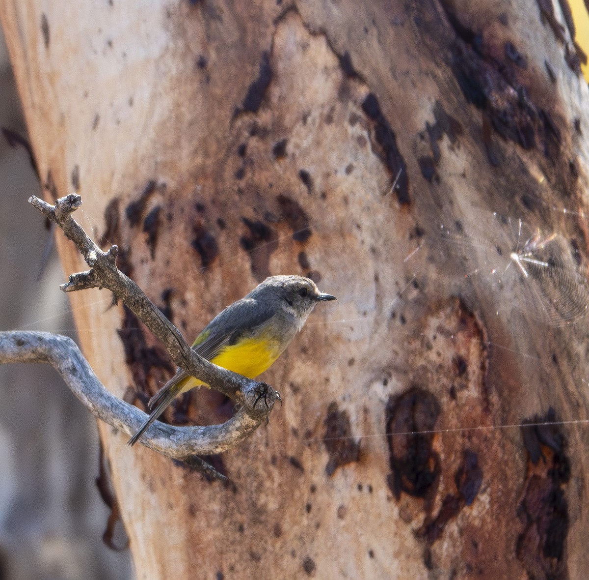 Western Yellow Robin - ML646414971