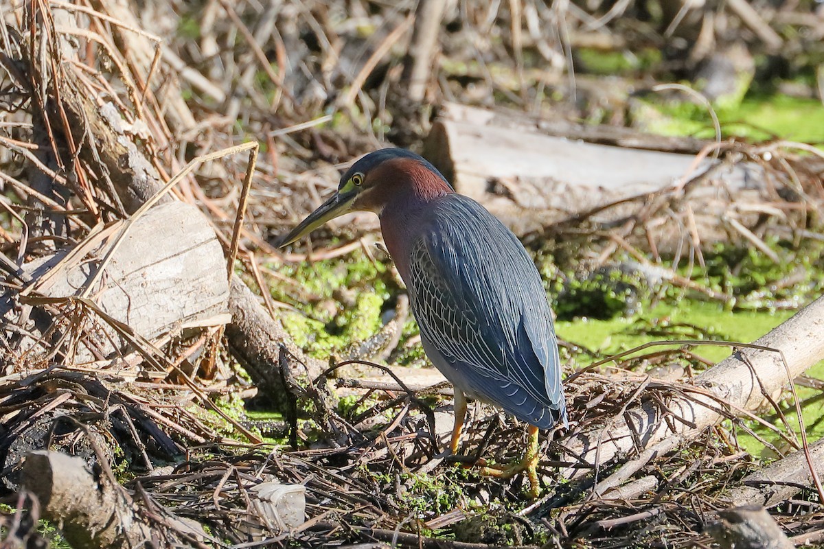 Green Heron - ML646414972