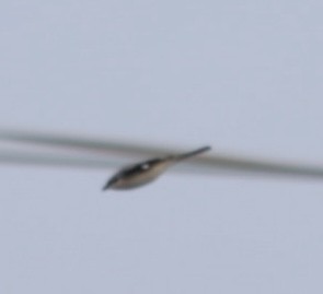 Antzandobi boreala - ML646414976