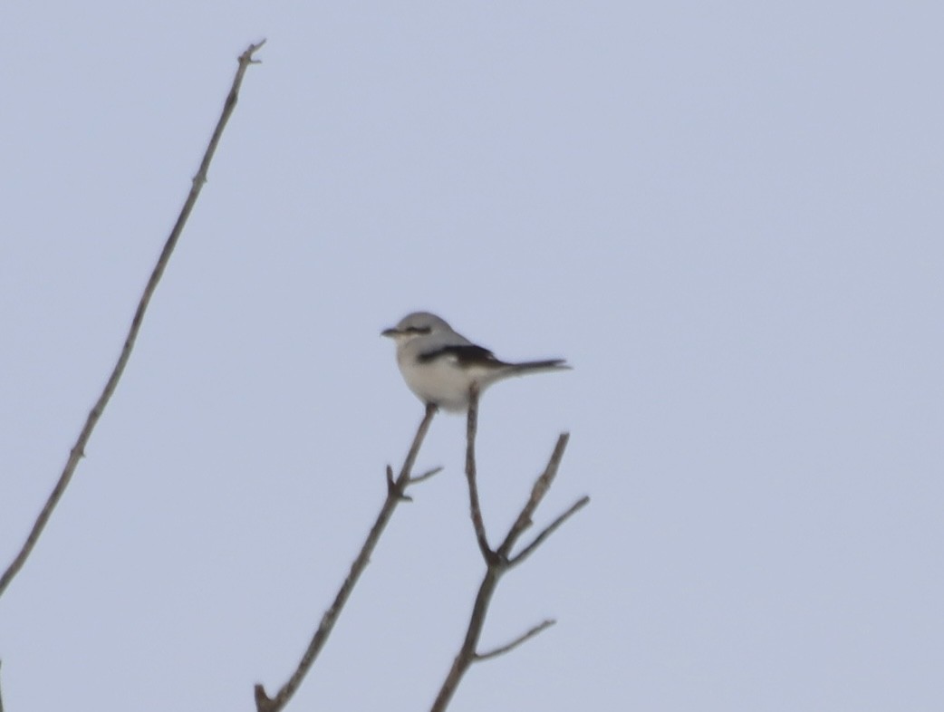 Antzandobi boreala - ML646414977