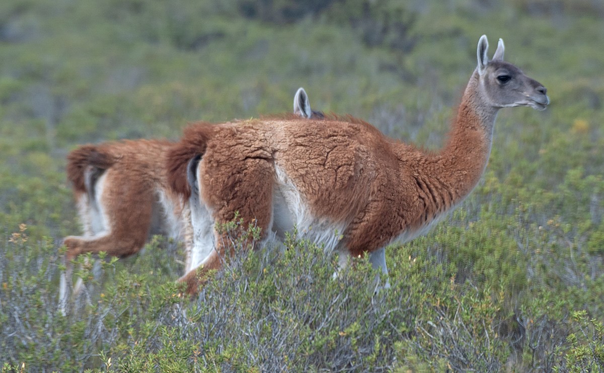 グアナコ - ML646414978