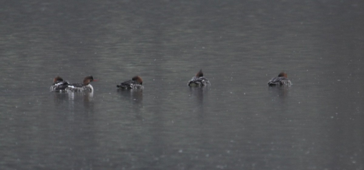 Red-breasted Merganser - ML646414982