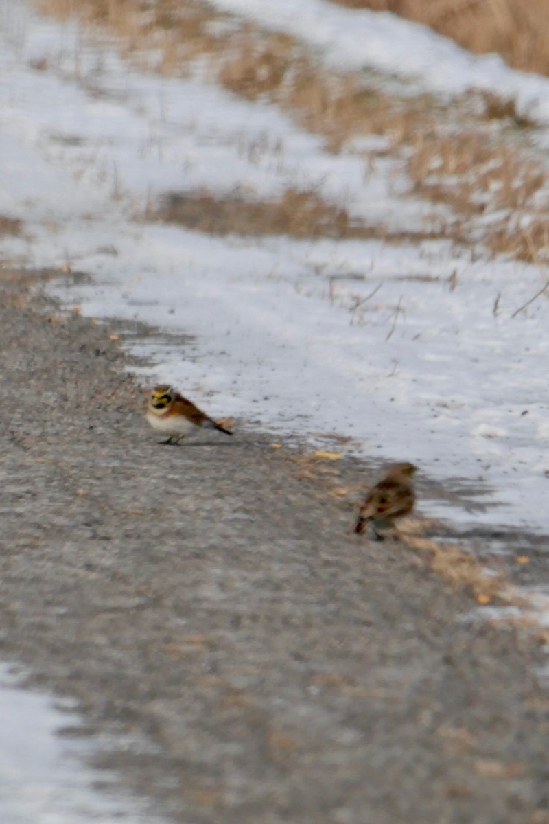 Horned Lark - ML646414984