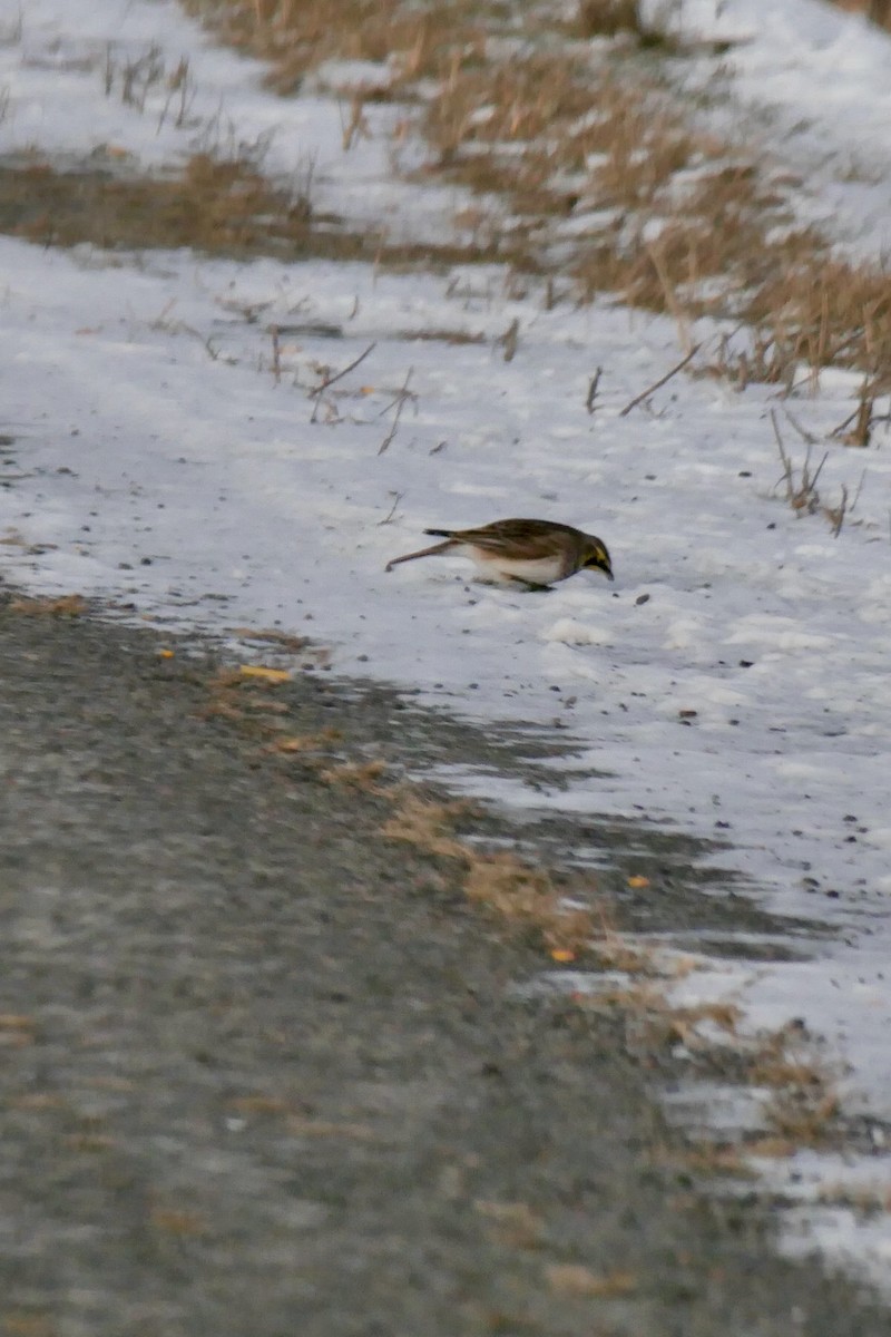 Horned Lark - ML646414985