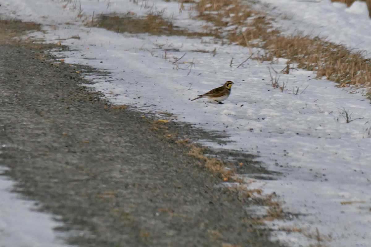 Horned Lark - ML646414986