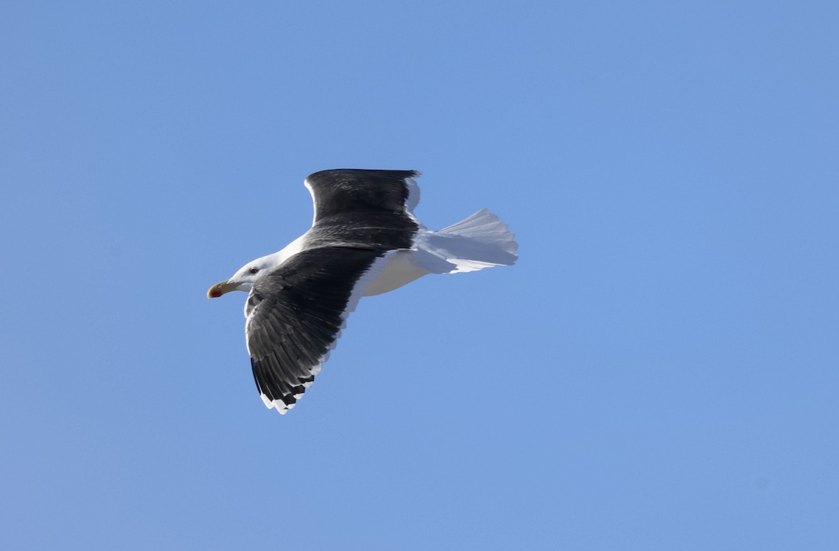 Great Black-backed Gull - ML646414991