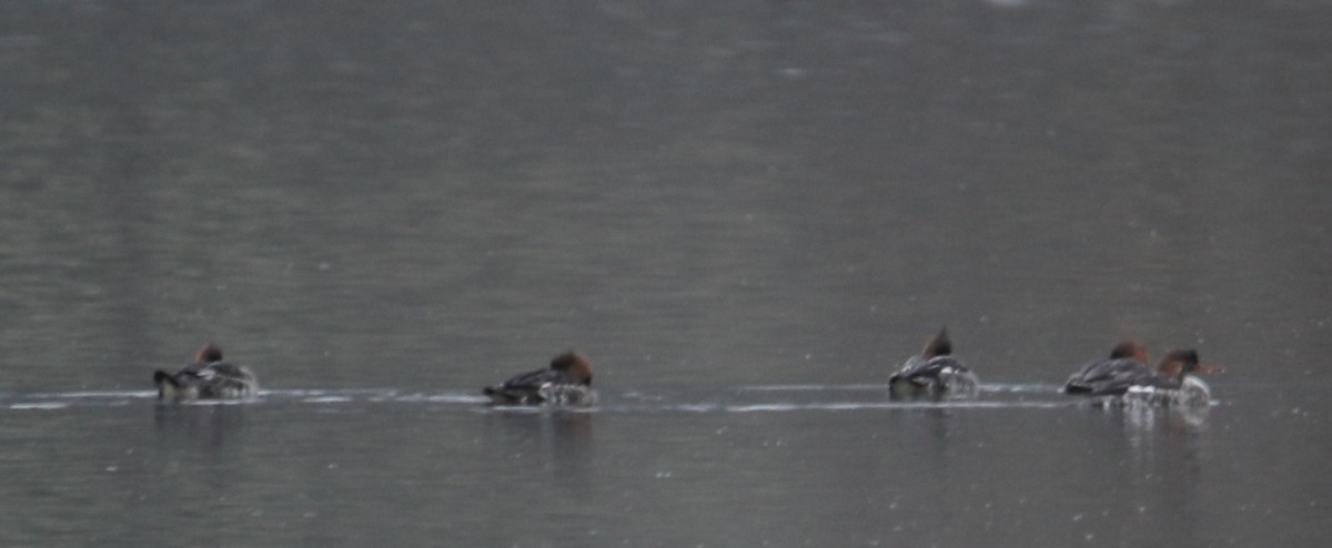 Red-breasted Merganser - ML646414992
