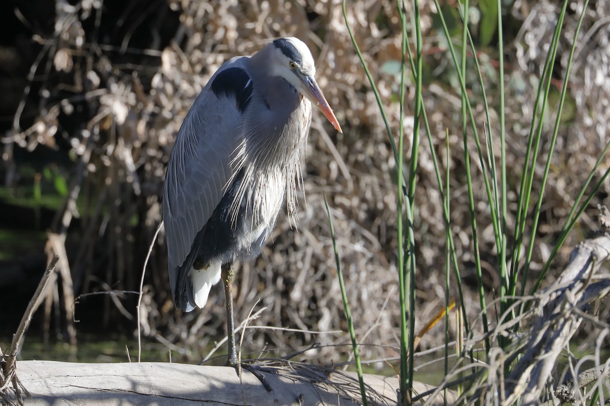 Great Blue Heron - ML646414995