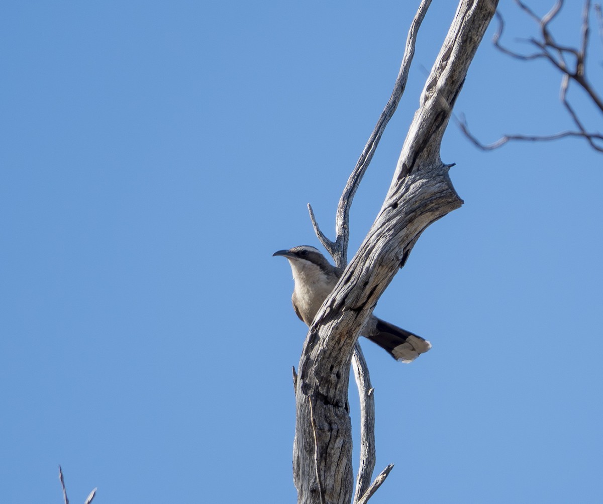 White-browed Babbler - ML646414998