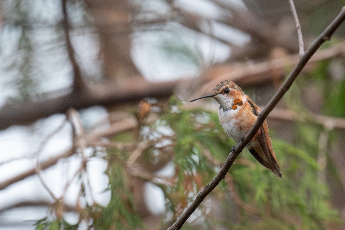 kalypta rezavolesklá - ML646415000