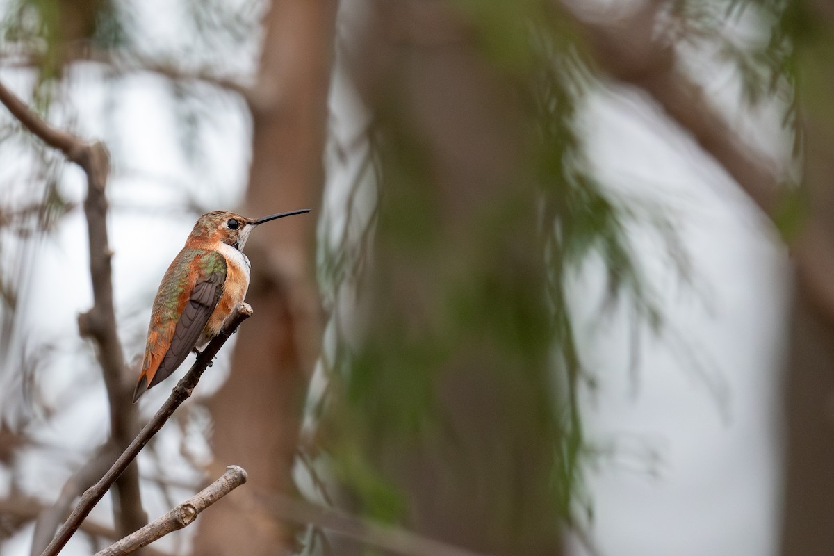 kalypta rezavolesklá - ML646415001