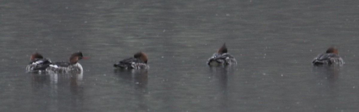 Red-breasted Merganser - ML646415002