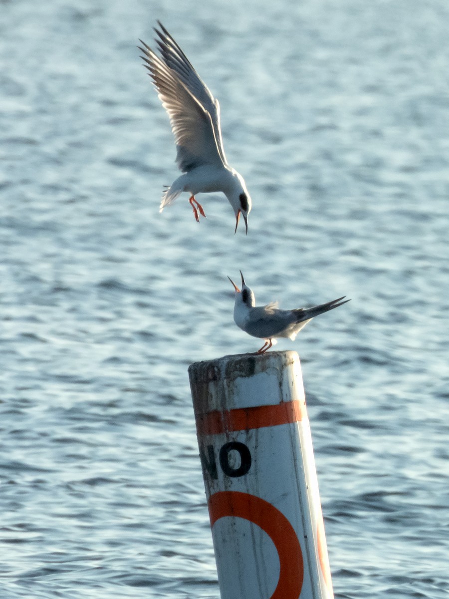 Forster's Tern - ML646415004