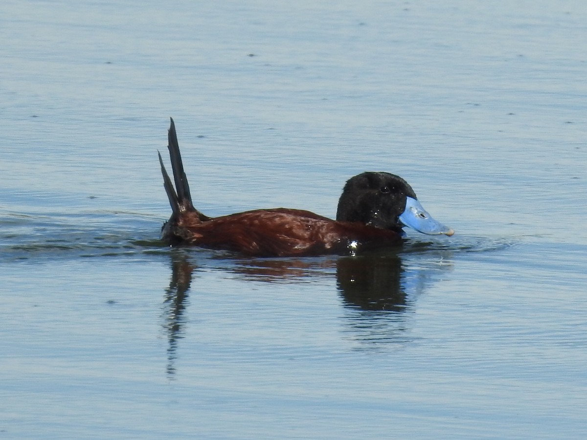 Lake Duck - ML646415005