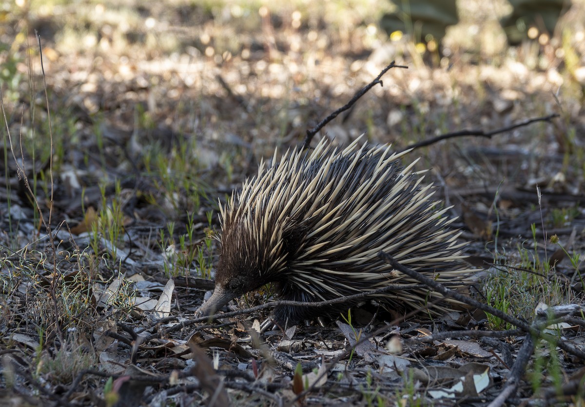 Western Short-beaked Echidna - ML646415008