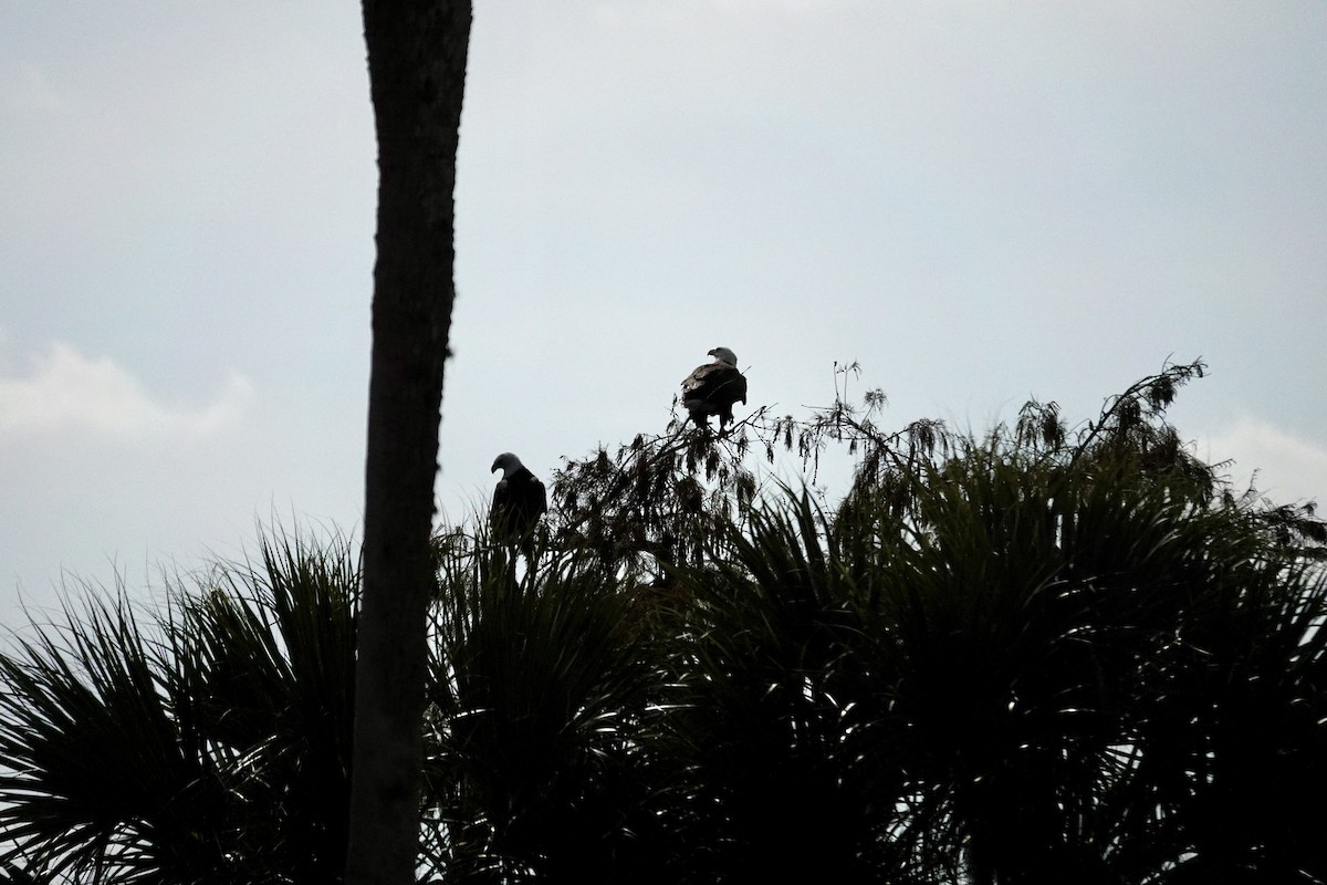 Bald Eagle - ML646415010