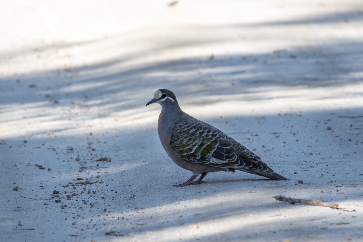 Common Bronzewing - ML646415011