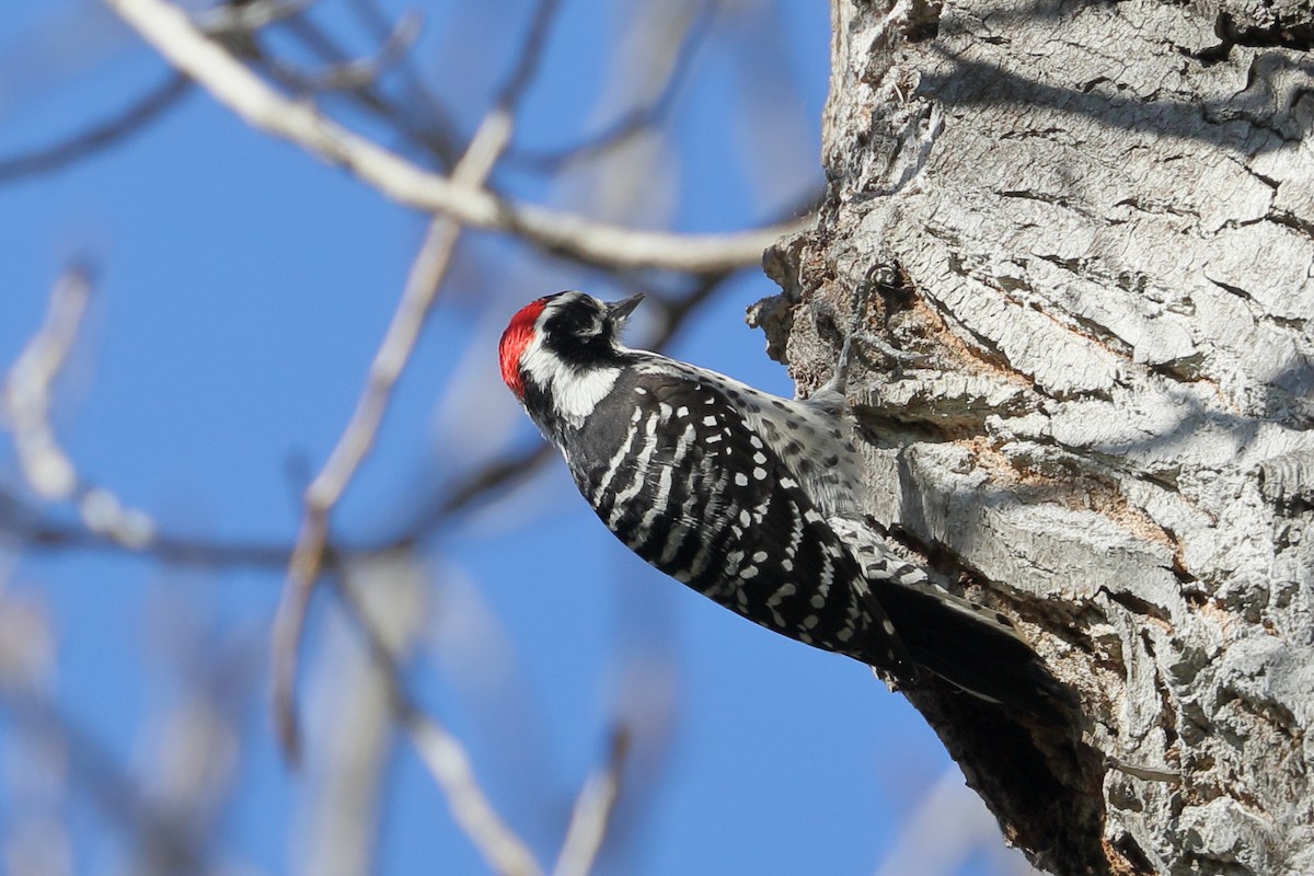 Nuttall's Woodpecker - ML646415015