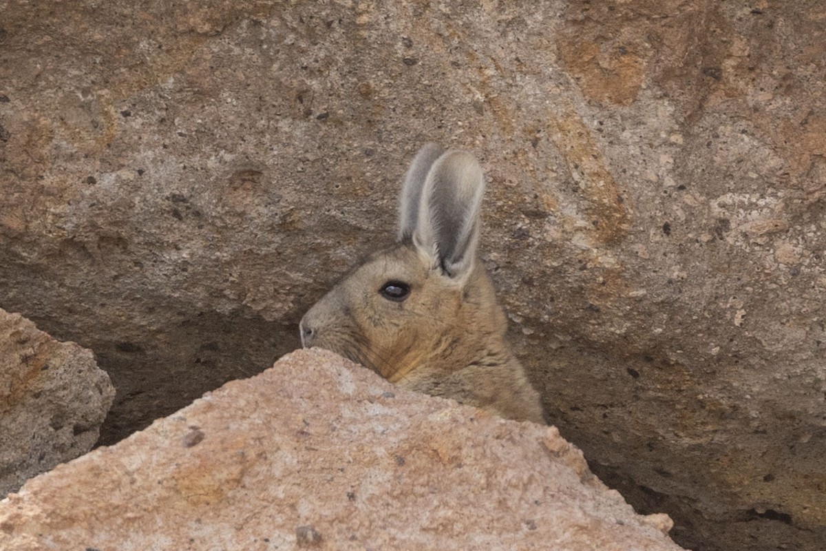 Mountain Viscacha - ML646415016