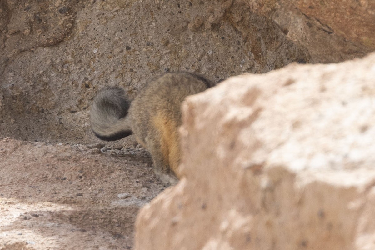 Mountain Viscacha - ML646415017