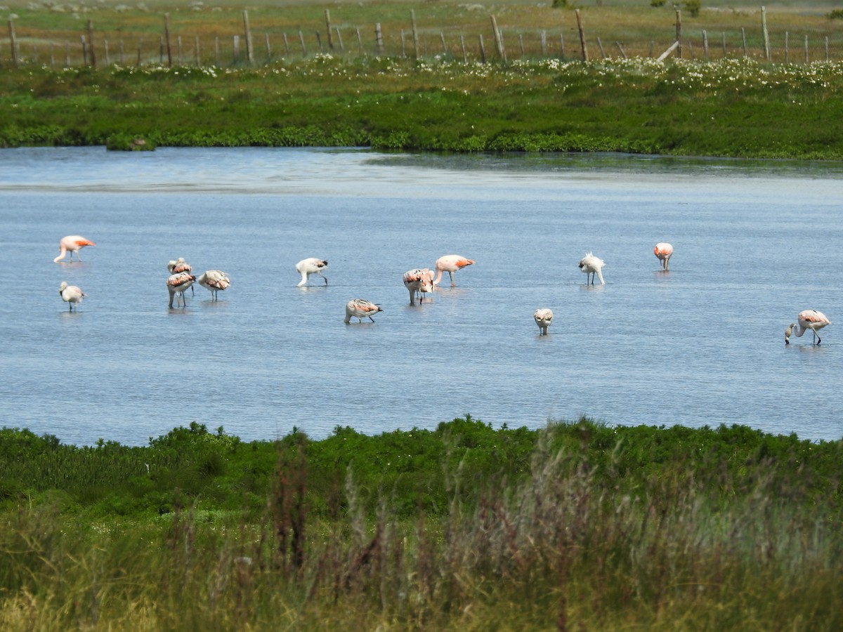 Chilean Flamingo - ML646415018