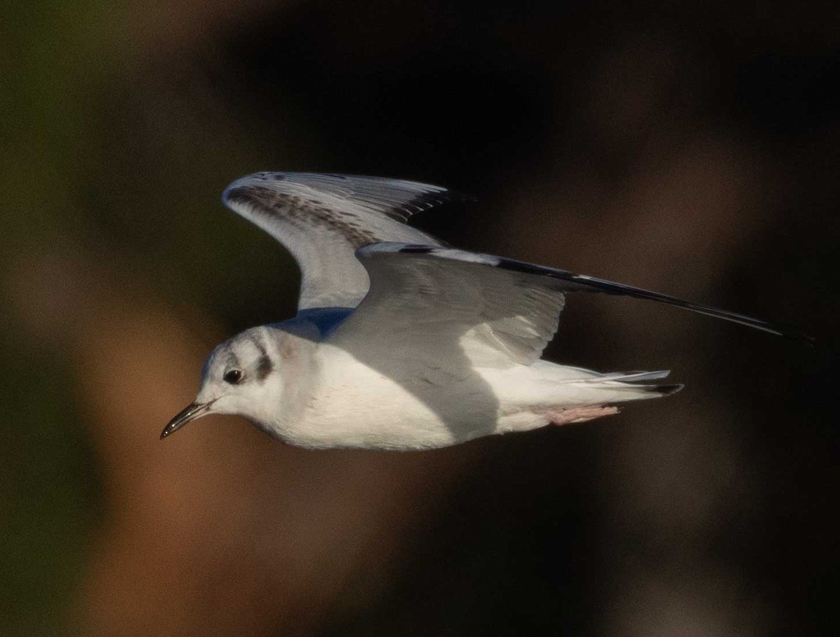 Bonaparte's Gull - ML646415020