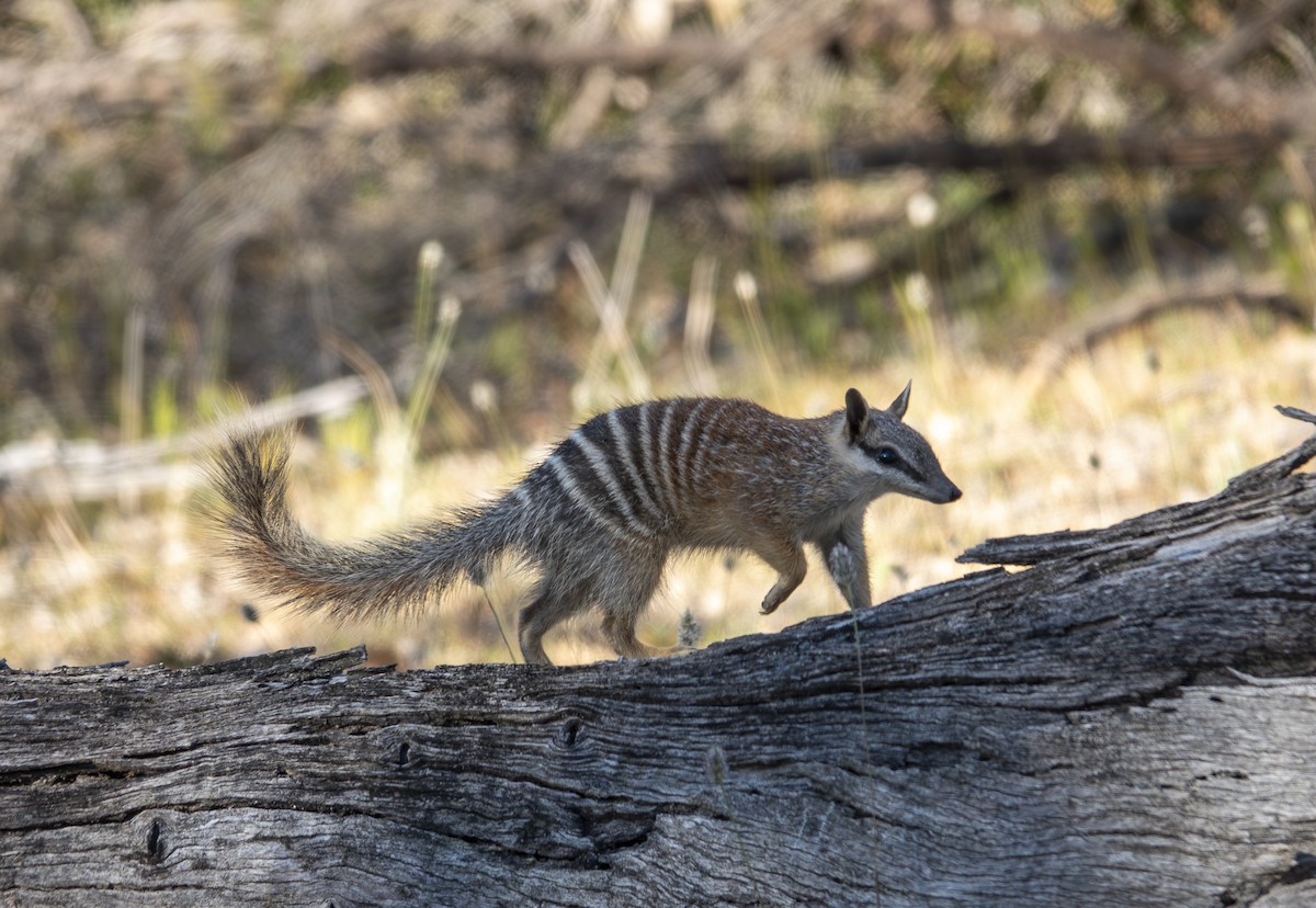 Numbat - ML646415027