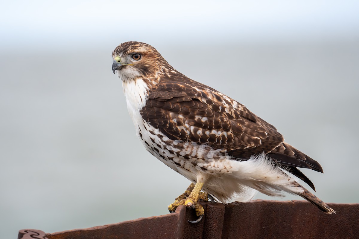 káně rudochvostá - ML646415029