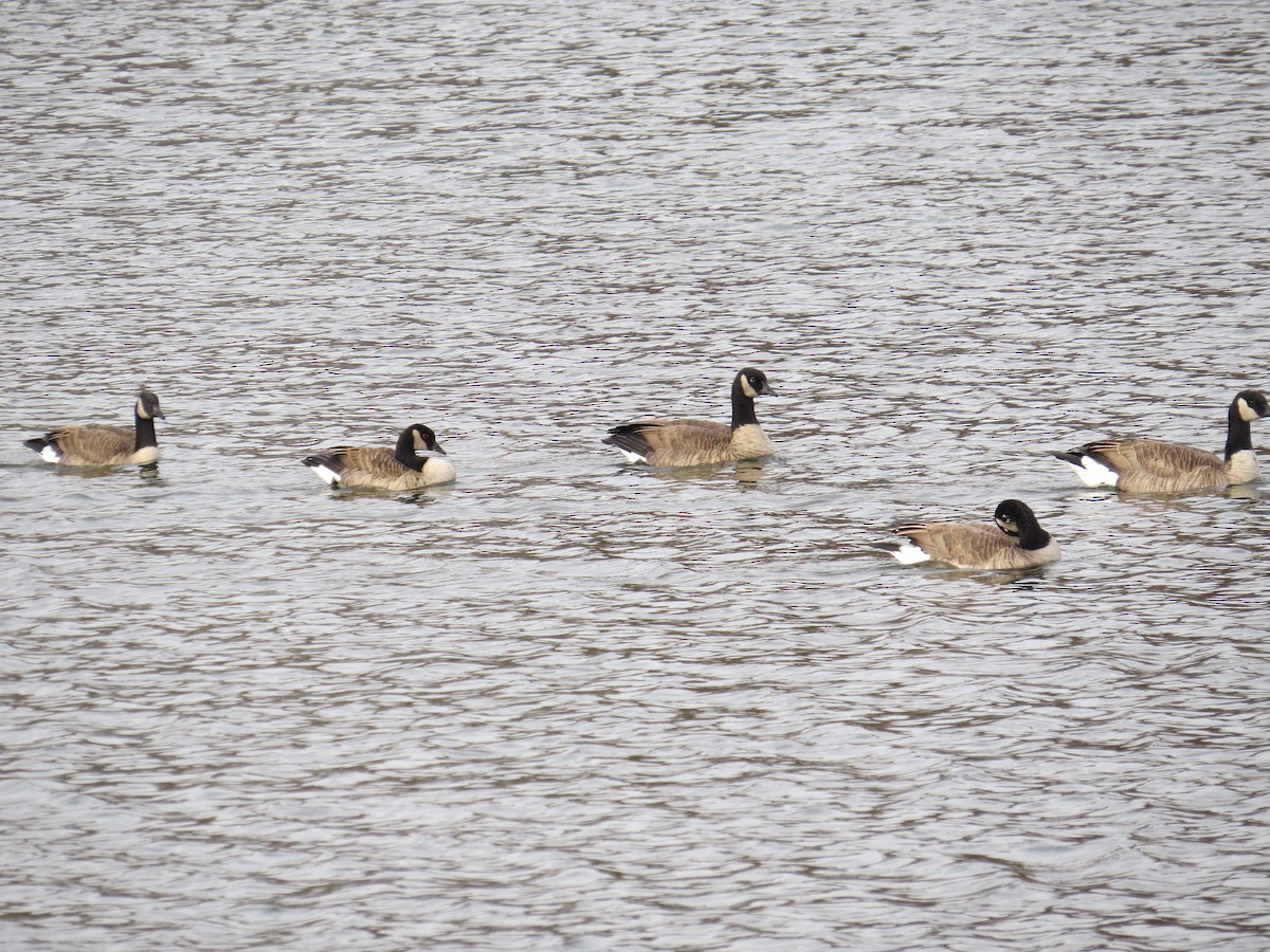 berneška velká - ML646415031