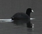 American Coot - ML646415032