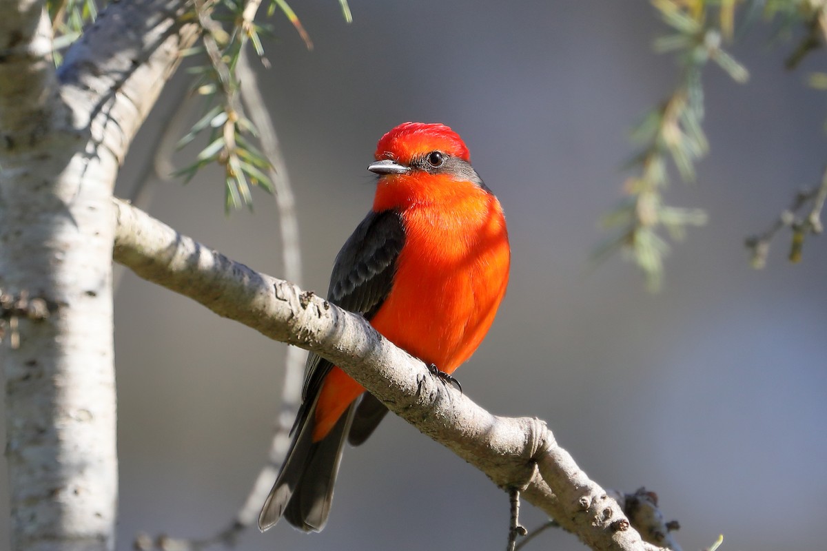 Vermilion Flycatcher - ML646415033