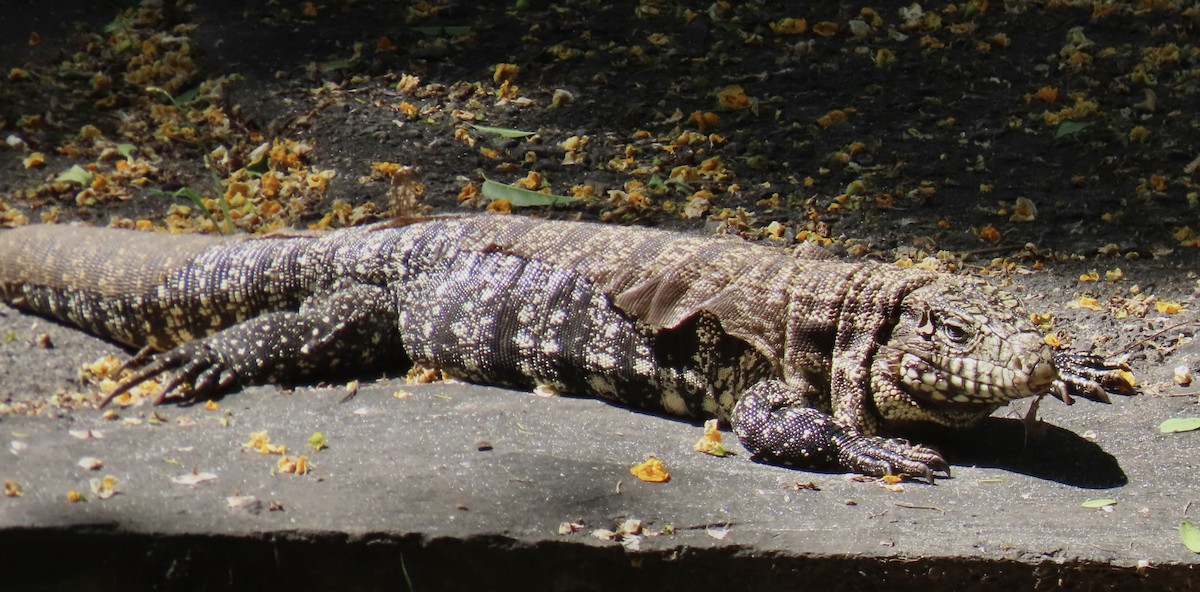 Argentine Black-and-white Tegu - ML646415035