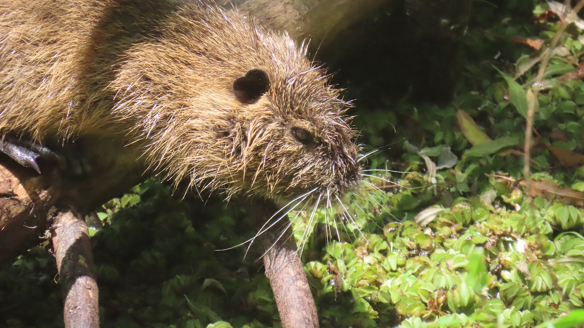 Mammals - ML646415037