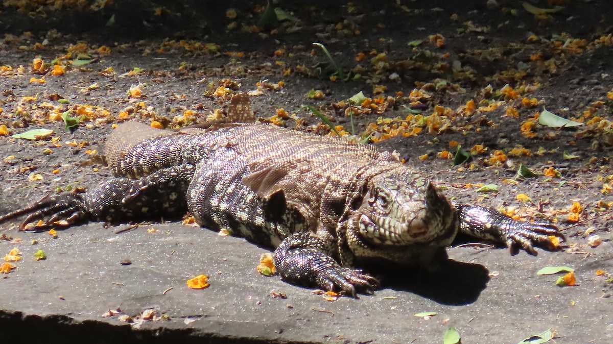 Argentine Black-and-white Tegu - ML646415038