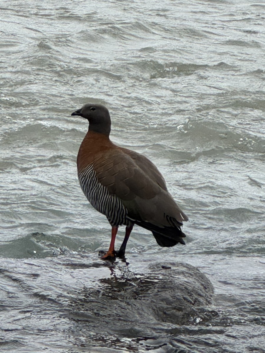 Ashy-headed Goose - ML646415045