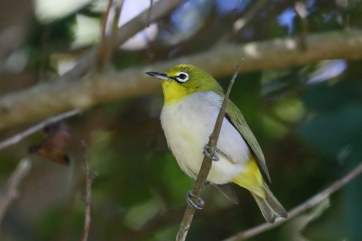 Swinhoe's White-eye - ML646415051