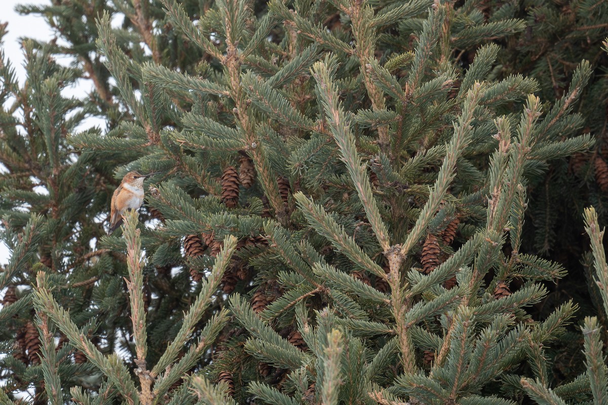 kalypta rezavolesklá - ML646415052