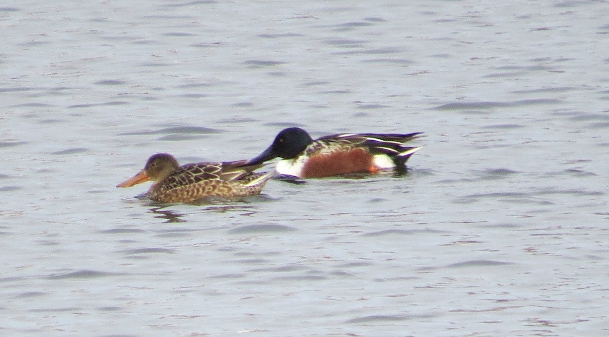 lžičák pestrý - ML646415053