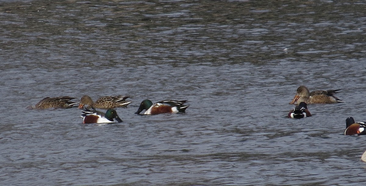 lžičák pestrý - ML646415054