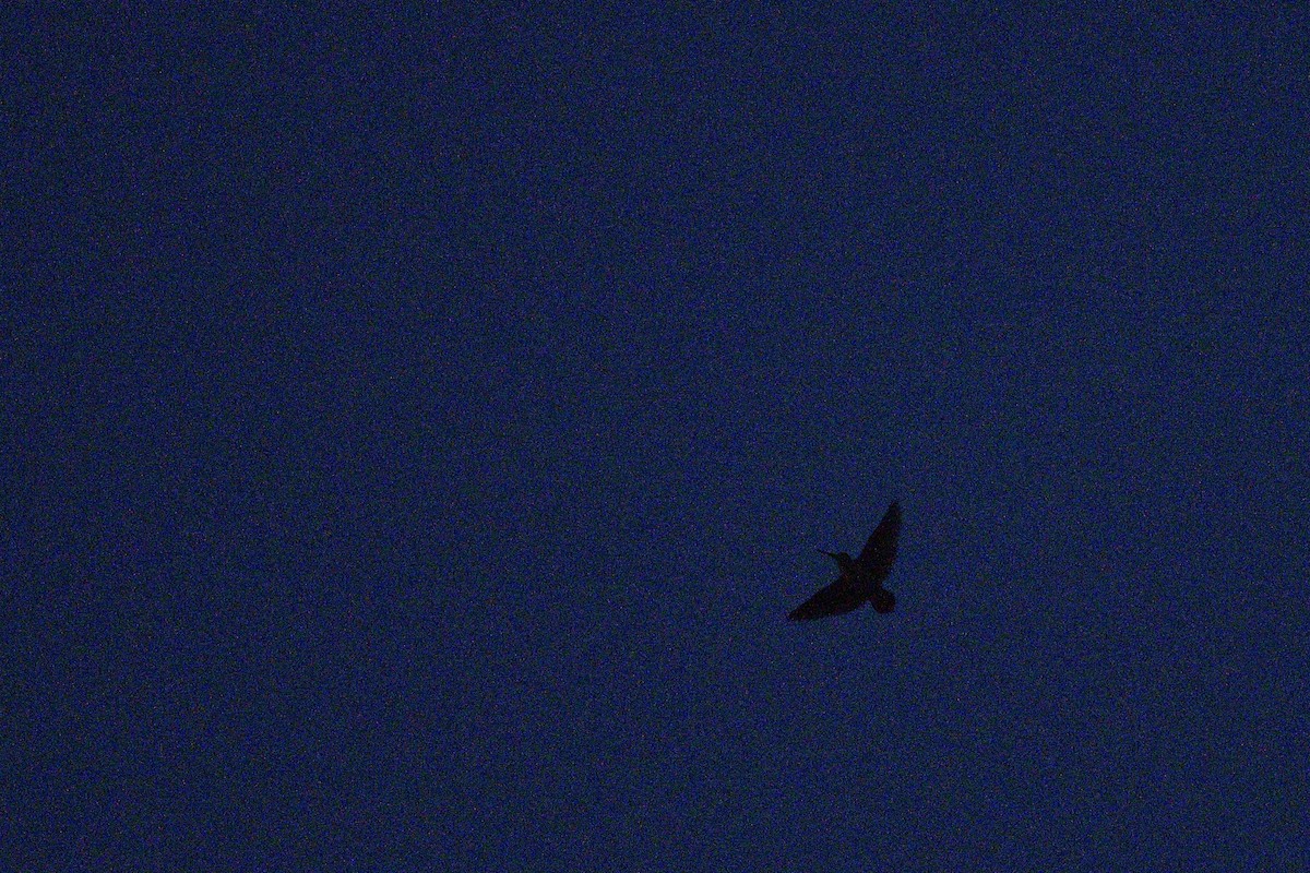 American Woodcock - ML646415056