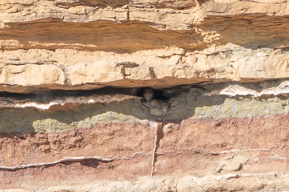 sýček obecný - ML646415058