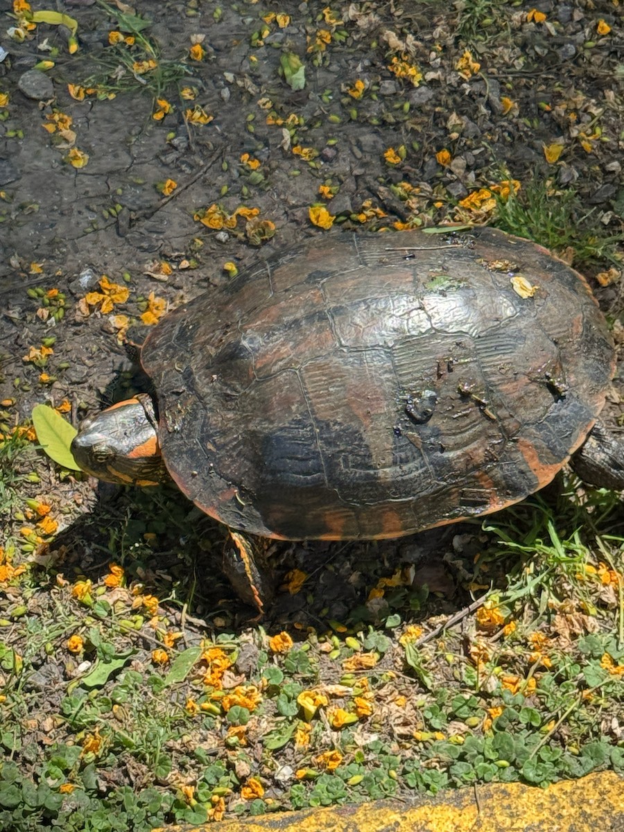 Black-bellied Slider - ML646415060